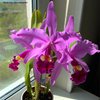 Cattleya warscewiczii Sanderiana